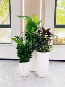 慈溪花卉租摆公司