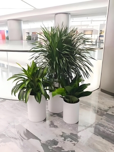 前湾花卉租赁方案